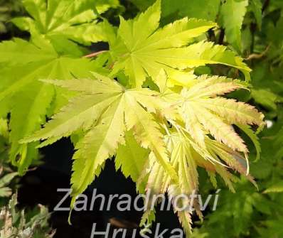 javor - Acer shirasawanum 'Jordan'