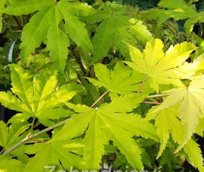 javor - Acer shirasawanum 'Jordan'