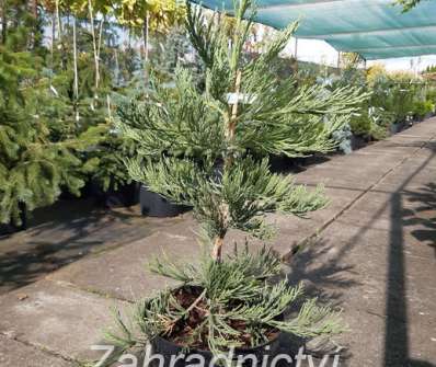 sekvojovec - Sequoiadendron giganteum 'Bajojeka'