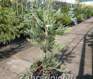 sekvojovec - Sequoiadendron giganteum 'Bajojeka'