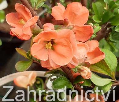 kdoulovec - Chaenomeles superba 'Salmon Horizon'