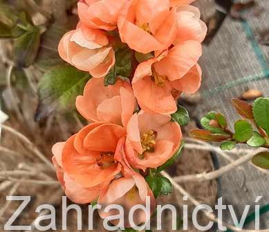 kdoulovec - Chaenomeles superba 'Salmon Horizon'