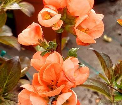 kdoulovec - Chaenomeles superba 'Salmon Horizon'