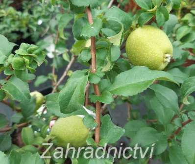 kdoulovec - Chaenomeles superba 'Salmon Horizon'