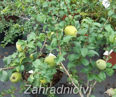 kdoulovec - Chaenomeles superba 'Salmon Horizon'
