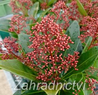 skimie - Skimmia japonica 'Rubella'