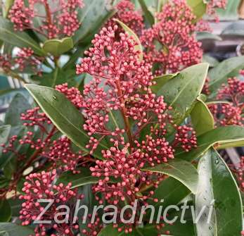 skimie - Skimmia japonica 'Rubella'