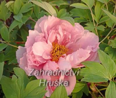 Paeonia suffruticosa Rou fu rong