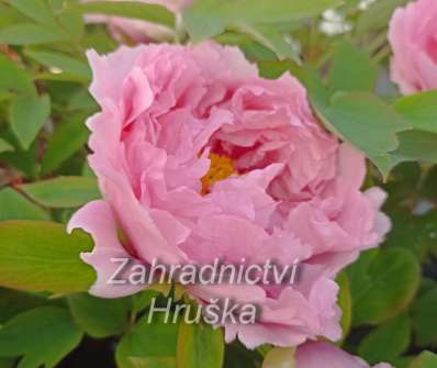 Paeonia suffruticosa Rou fu rong