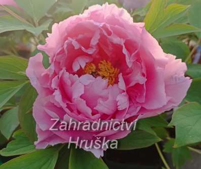 Paeonia suffruticosa Rou fu rong