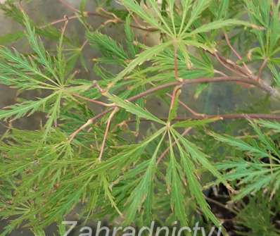 javor - Acer palmatum 'Dissectum Viridis'