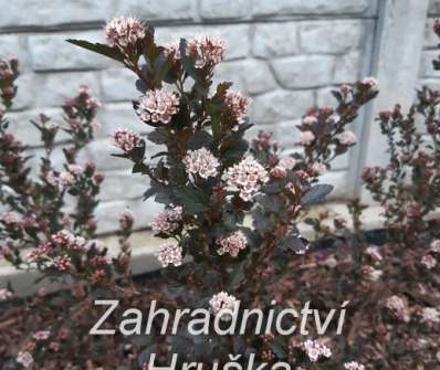 tavola - Physocarpus opulifolius 'Little Devil'