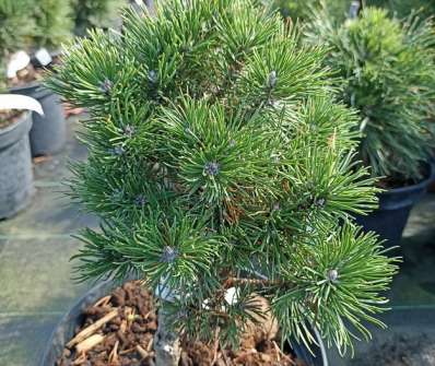 Borovice - Pinus mugo 'Compacta'