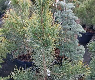 Borovice - Pinus cembra 'Aurea'