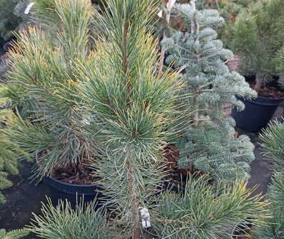 Borovice - Pinus cembra 'Aurea'
