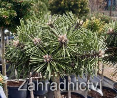 Borovice - Pinus nigra 'Bobo' KM