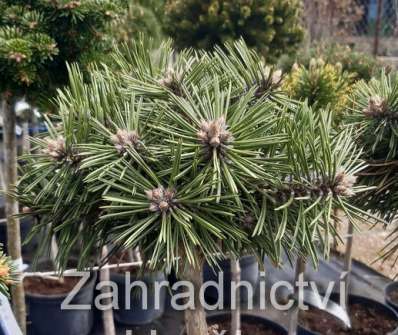 Borovice - Pinus nigra 'Bobo'