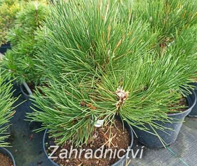 Borovice - Pinus nigra 'Black Prince'