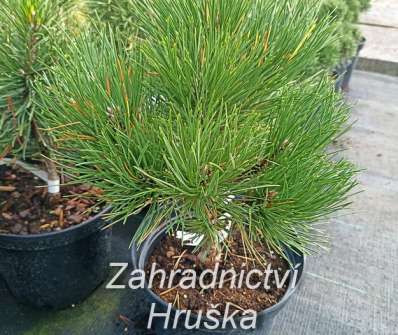 Borovice - Pinus nigra 'Black Prince'