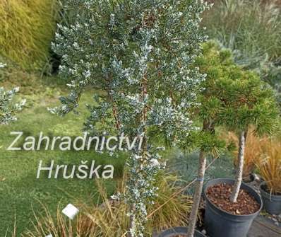 jalovec - Juniperus sibirica 'Pendula'