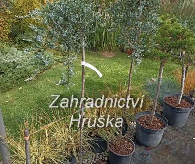 jalovec - Juniperus sibirica 'Pendula'