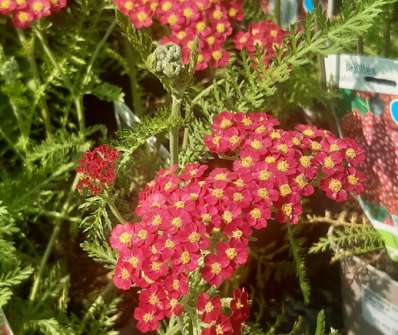 Achillea millefolium Paprika