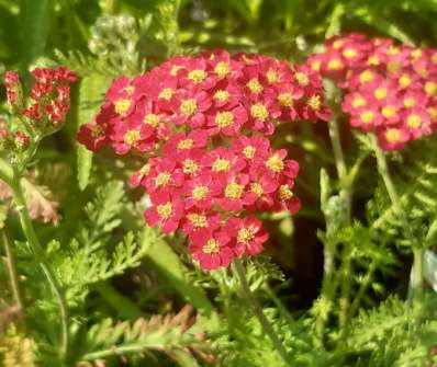 Achillea millefolium Paprika