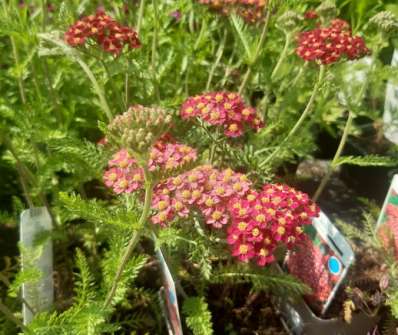 Achillea millefolium Paprika