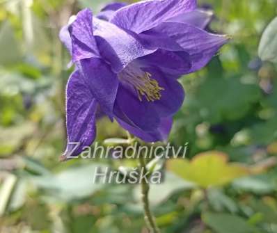 Aquilegia alpina