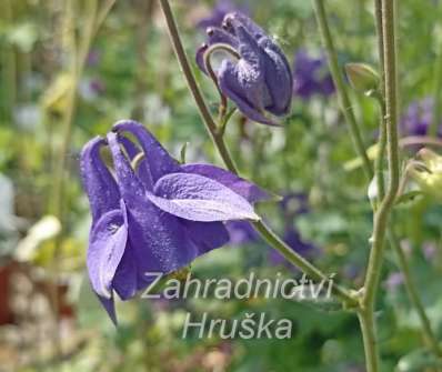 Aquilegia alpina