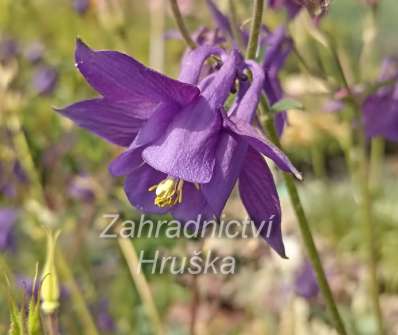 Aquilegia alpina