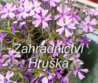 Phlox subulata Deep Purple