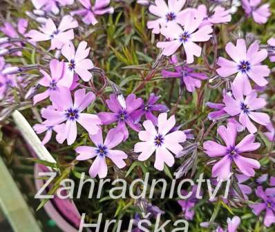 Phlox subulata Deep Purple