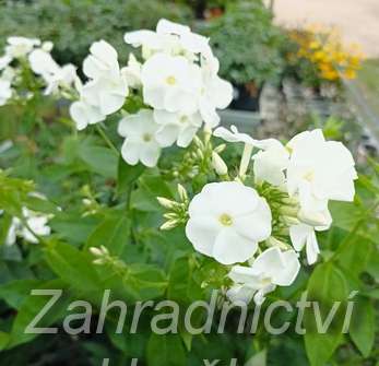 Phlox paniculata David