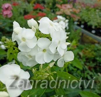 Phlox paniculata David
