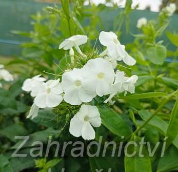Phlox paniculata David