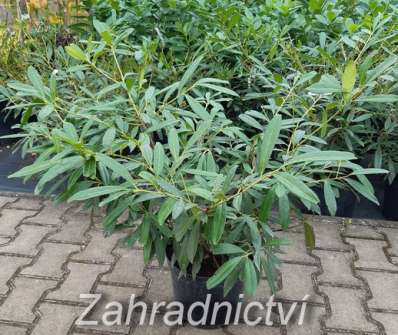 bobkovišeň - Prunus laurocerasus 'Zabeliana'