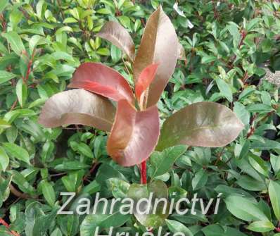 blýskavka - Photinia fraseri 'Red Light'