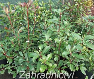 blýskavka - Photinia fraseri 'Red Light'