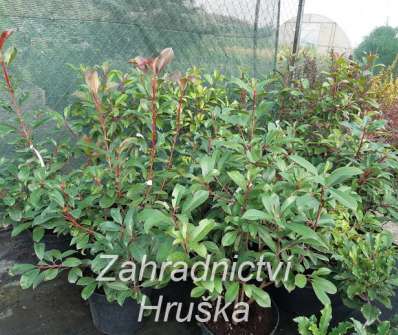 blýskavka - Photinia fraseri 'Red Light'