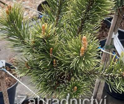Borovice - Pinus mugo 'Bimbo'