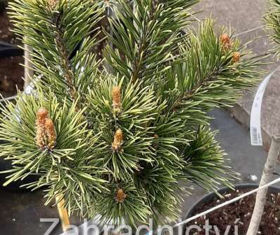 Borovice - Pinus mugo 'Bimbo'