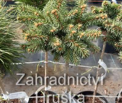 smrk - Picea abies 'Drhleny'
