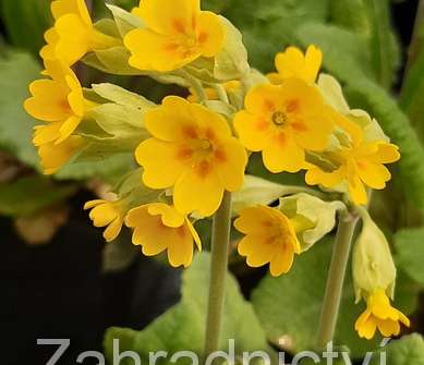 Primula veris