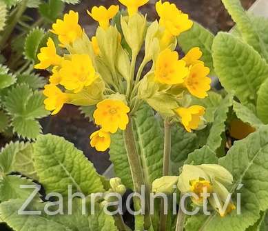 Primula veris