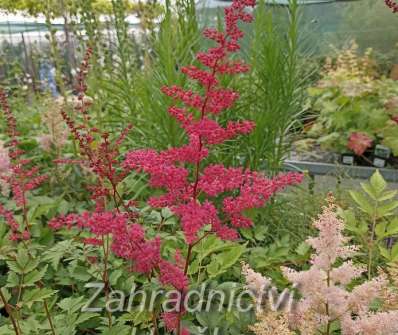 Astilbe arendsii Rotlicht