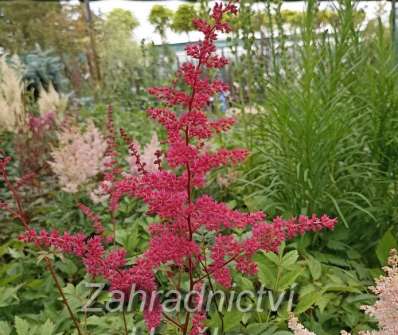 Astilbe arendsii Rotlicht