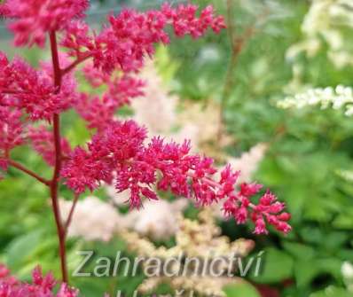 Astilbe arendsii Rotlicht
