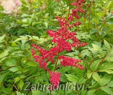Astilbe arendsii Rotlicht