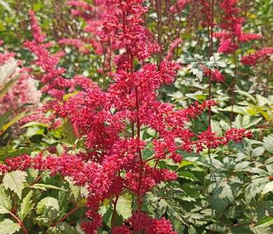 Astilbe arendsii Rotlicht